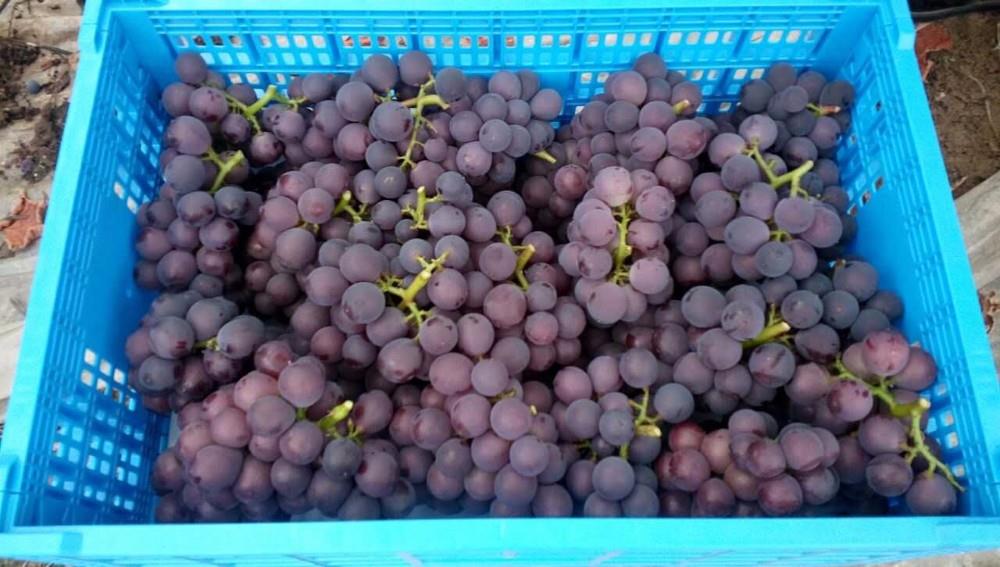 Types Of Plastic Crates For Grapes Types Of Plastic Crates For Grapes